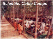 Scientific Cattle Camps (32962 bytes)